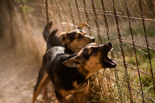 Dogs bites are an increasing liability for businesses and pet owners